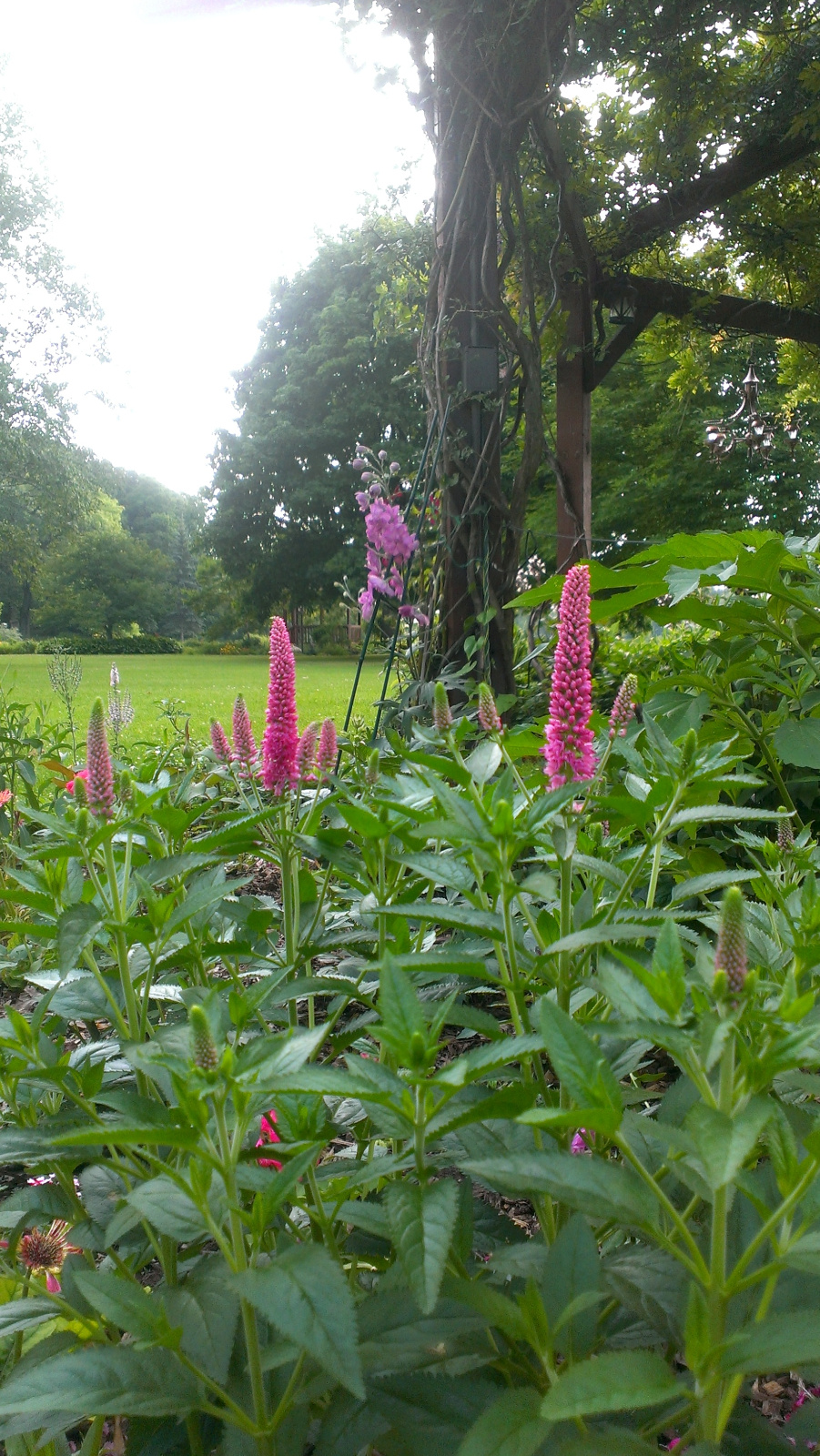 Pink Delphinium and all summer-long blooming Veronica